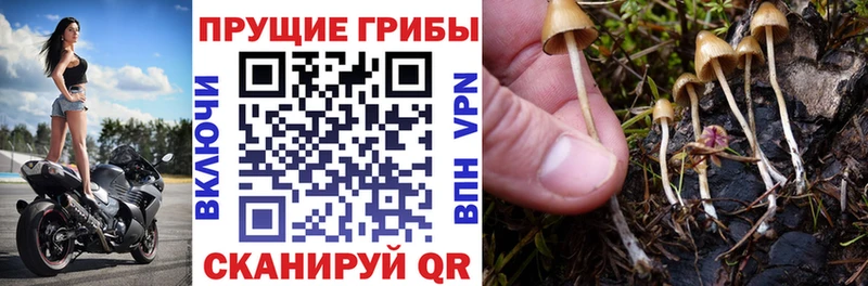 Галлюциногенные грибы Cubensis сколько стоит Высоцк